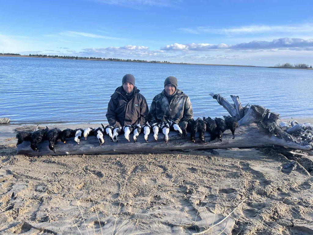 Deux chasseurs posés derrière une longue rangée d’eiders et de macreuses alignés sur un tronc, sur une plage de la Côte-Nord