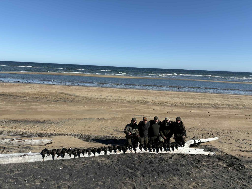 Cinq chasseurs assis derrière une longue rangée de macreuses alignées sur un tronc, sur une grande plage de la Côte-Nord