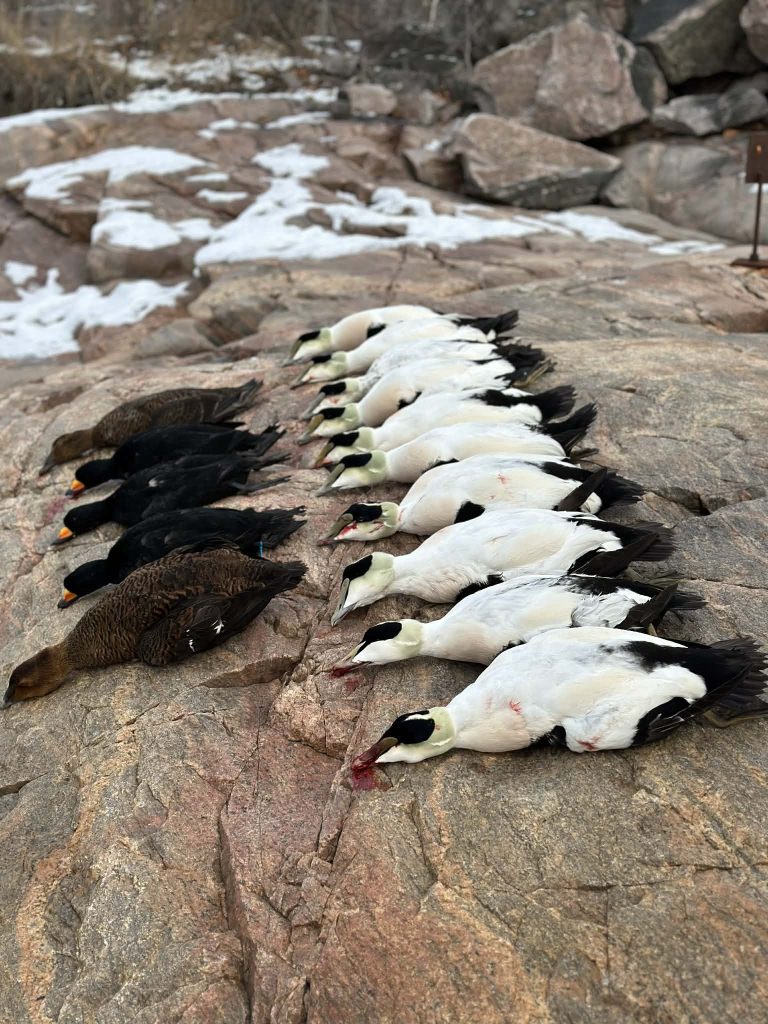 Gros plan d’une rangée d’eiders à duvet mâles et femelles alignés sur le roc