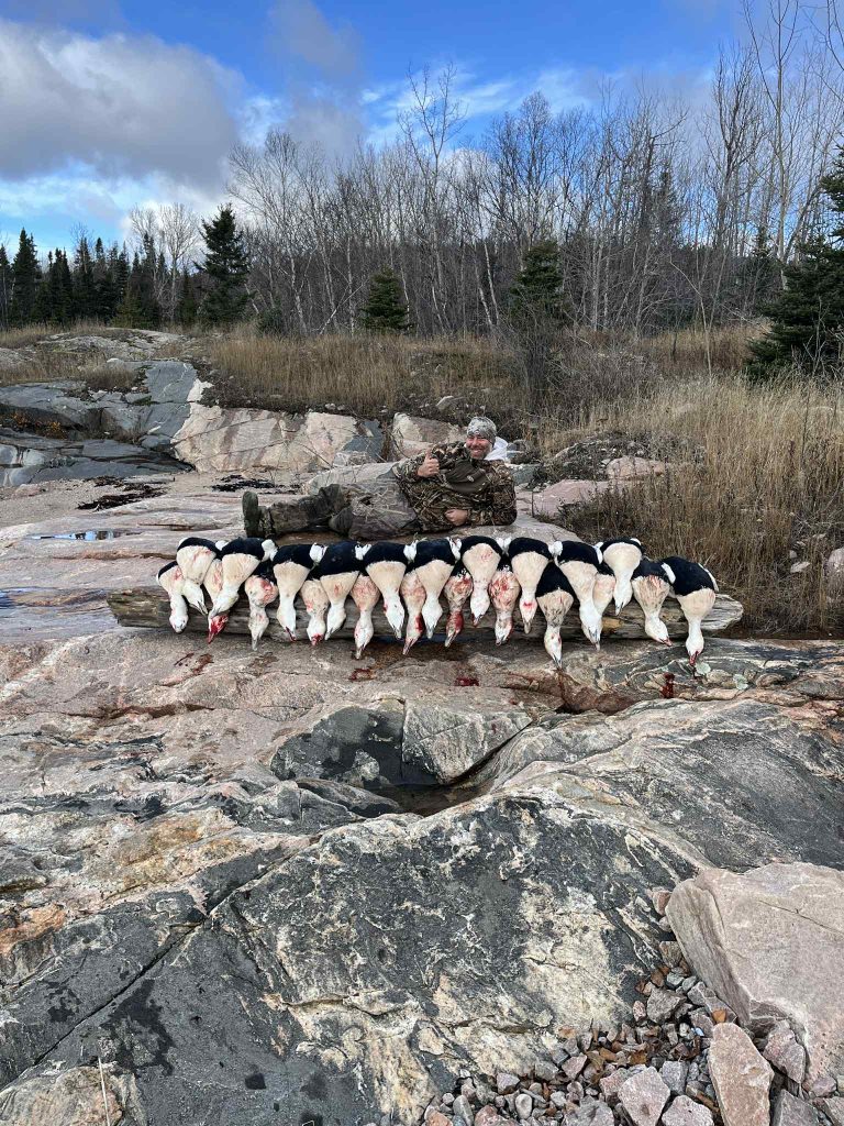 Rangée d’eiders alignés sur le roc avec un chasseur assis en arrière-plan