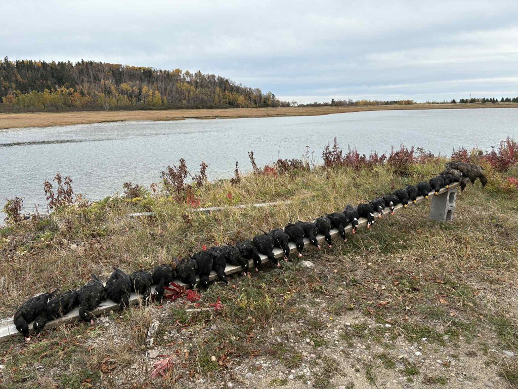 Longue rangée de macreuses alignées sur une poutre au bord d’un marais aux couleurs d’automne