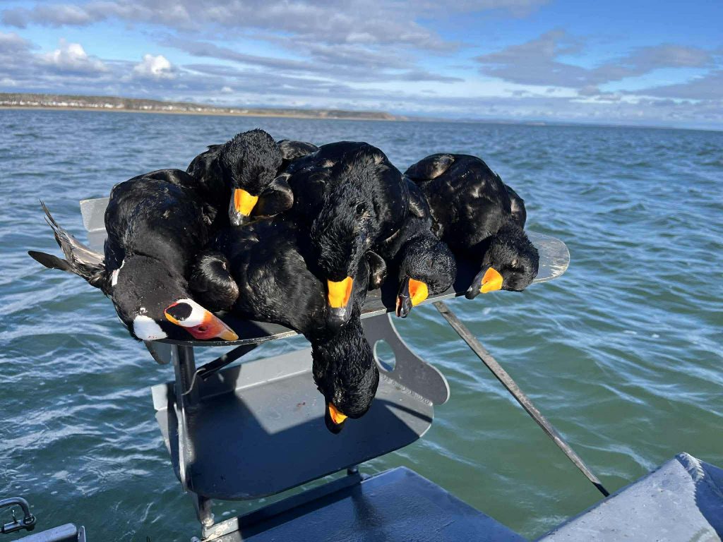 Macreuses noires posées sur le moteur du bateau, le fleuve en arrière-plan