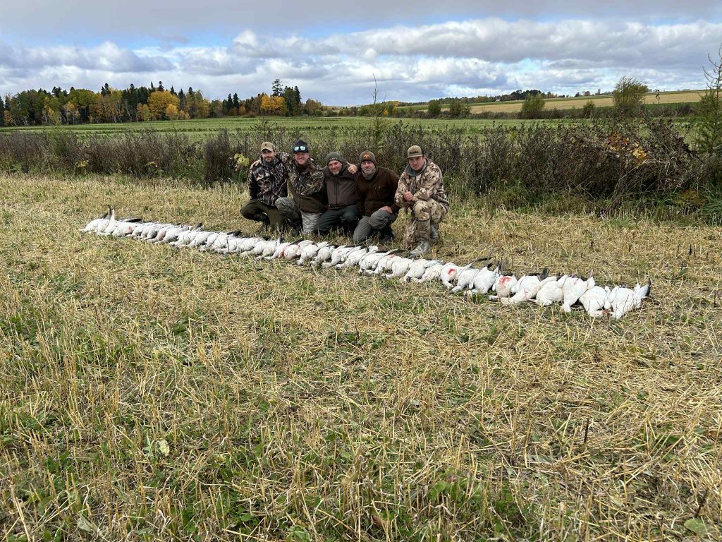 Cinq chasseurs agenouillés derrière une longue rangée d’oies blanches dans un champ