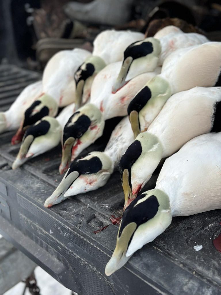Gros plan d’une rangée d’eiders à duvet mâles au plumage blanc et noir