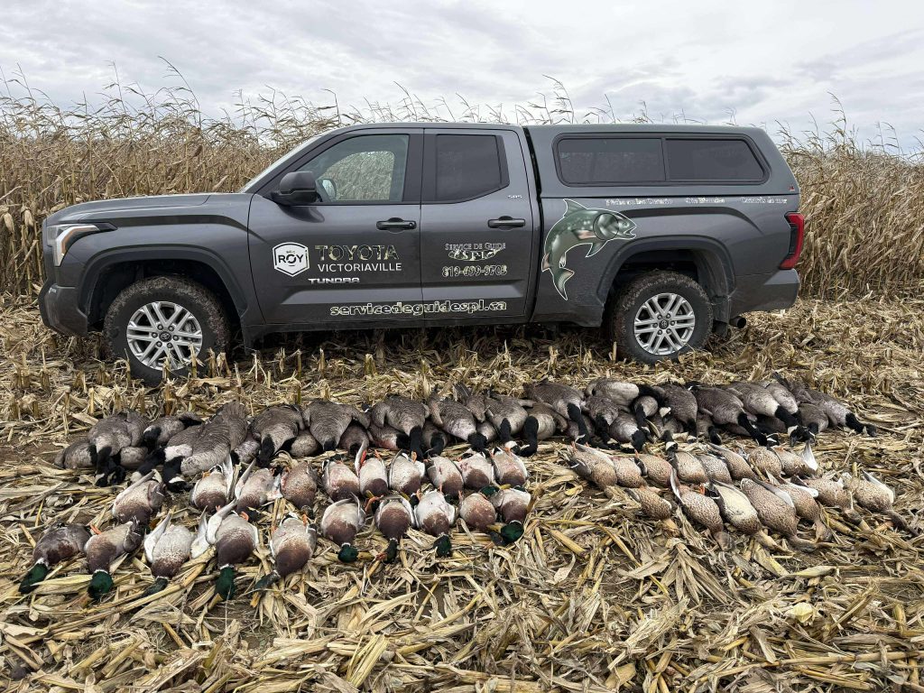 Grand tableau de canards alignés dans un champ de maïs devant le camion identifié Service de Guide SPL